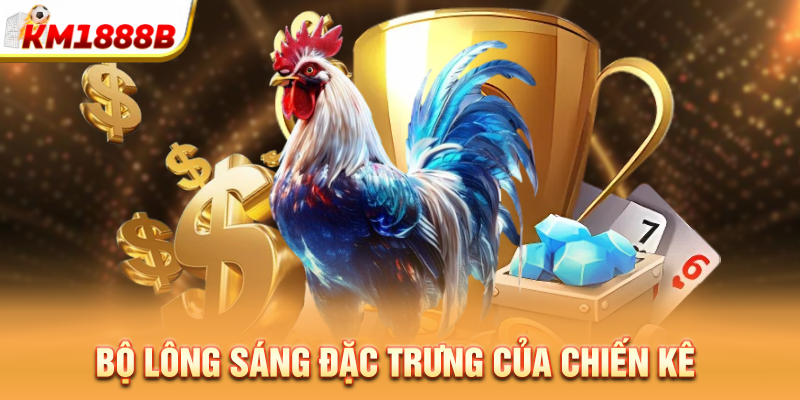 Bộ lông sáng đặc trưng của chiến kê