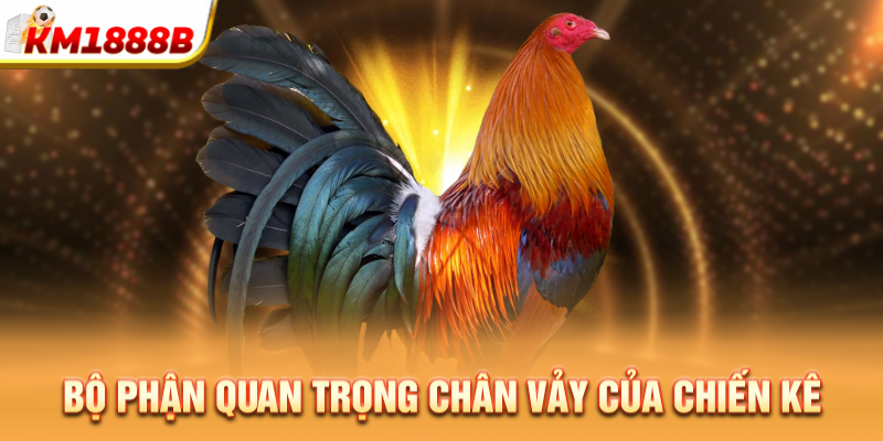 Bộ phận quan trọng chân vảy của chiến kê
