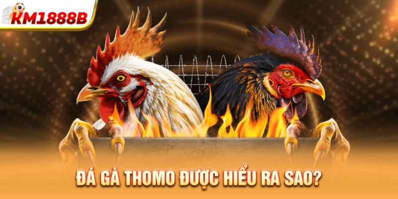 Đá gà Thomo được hiểu ra sao?