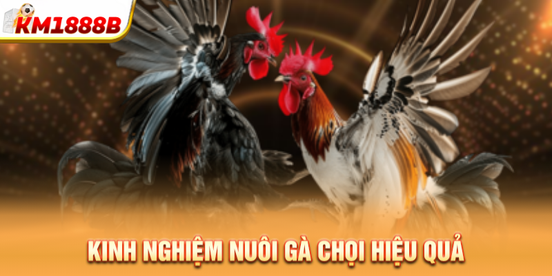 Kinh nghiệm nuôi gà chọi hiệu quả